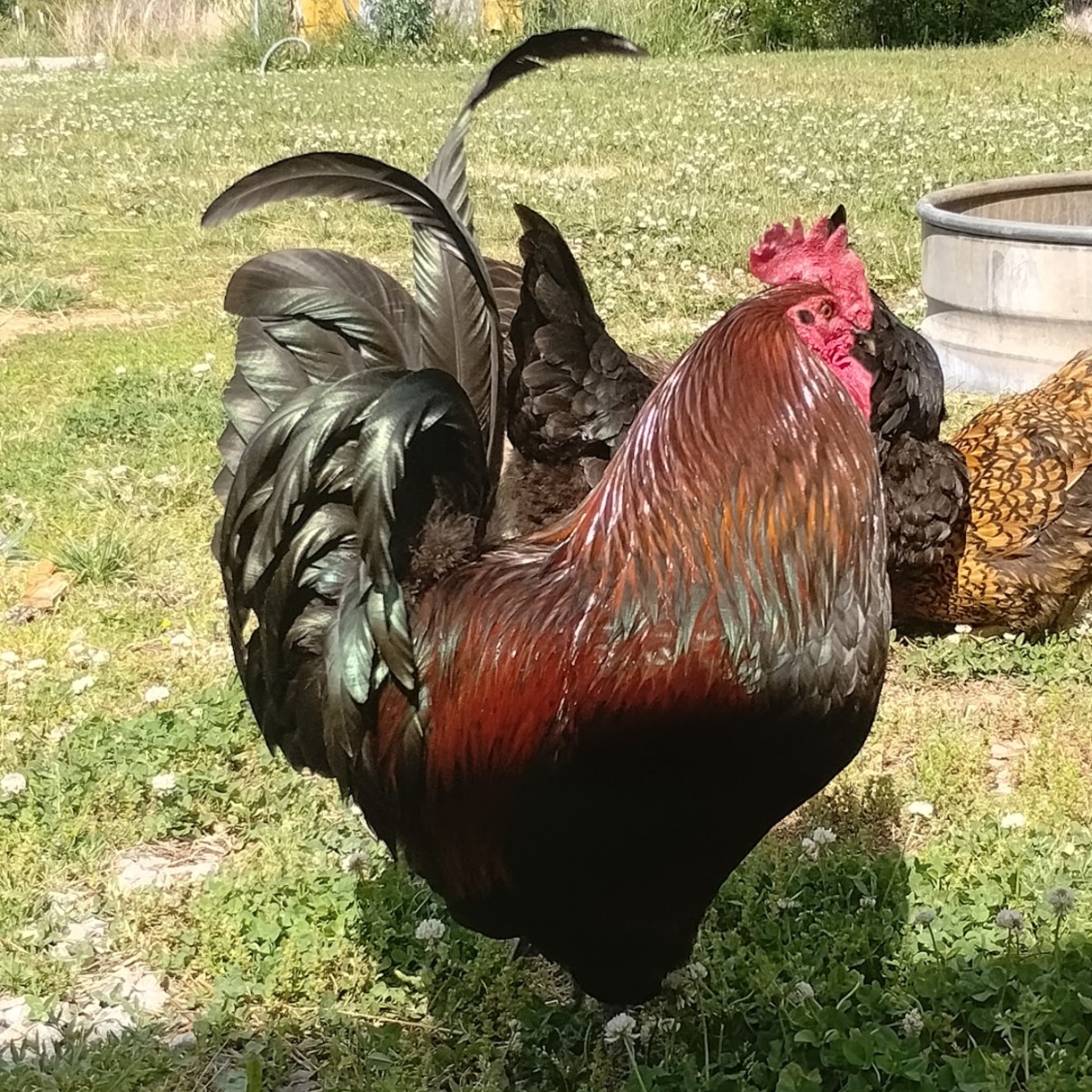 Cluck Norris