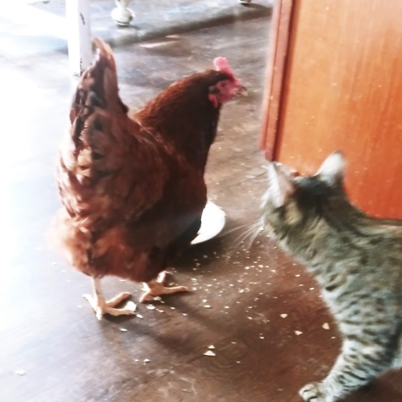 Henrietta
