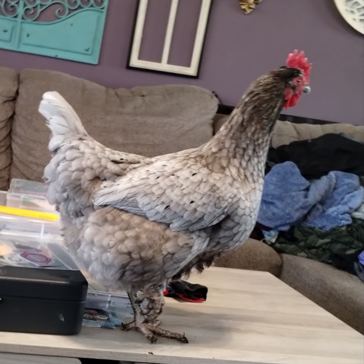 Feather Locklear