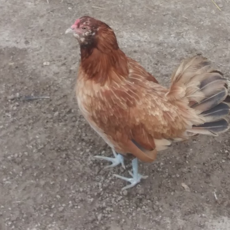 Goldie Hen