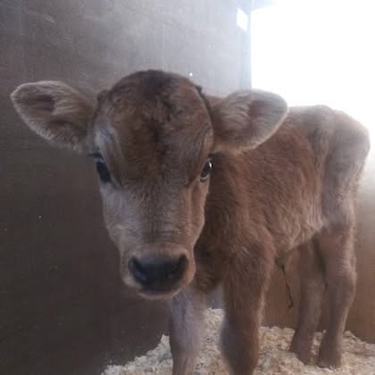 Ralphie