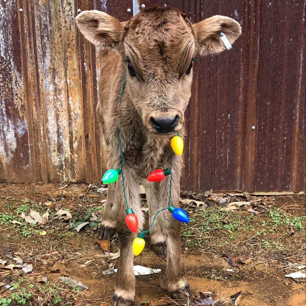 Ralphie