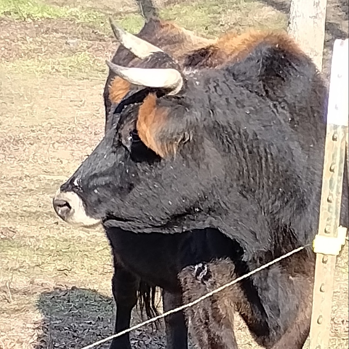 Ralphie