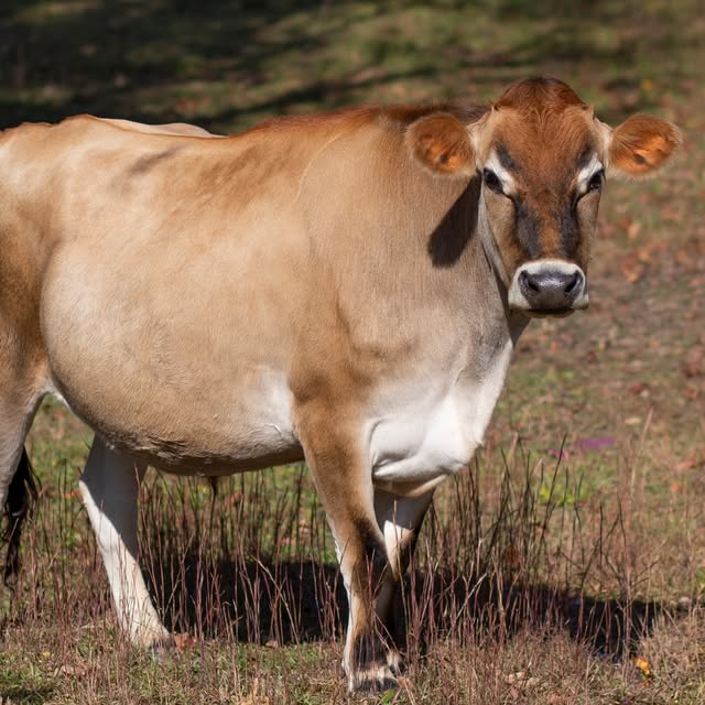 Jethro