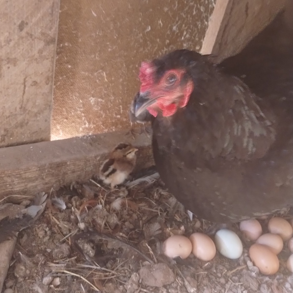 Big Mamma