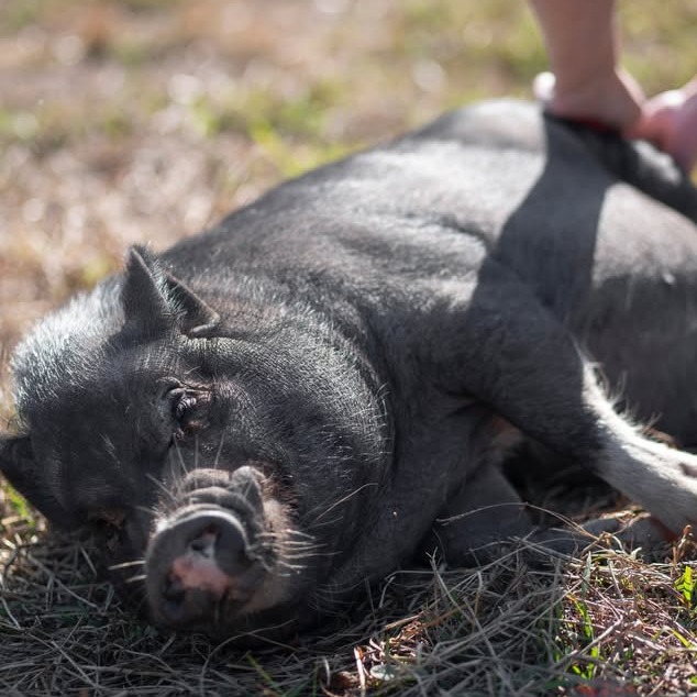 Peter Porker