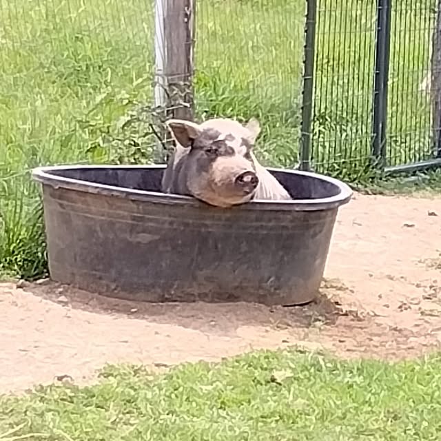 Pot-bellied pig at Soft Landing