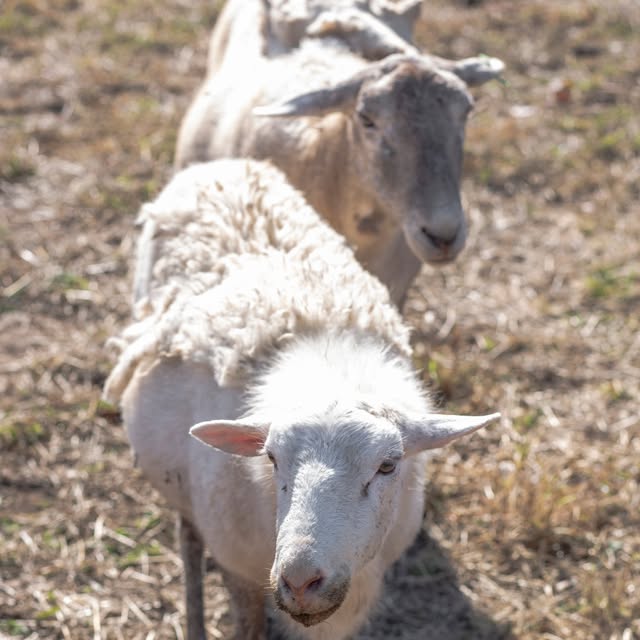 The Sheep at Soft Landing