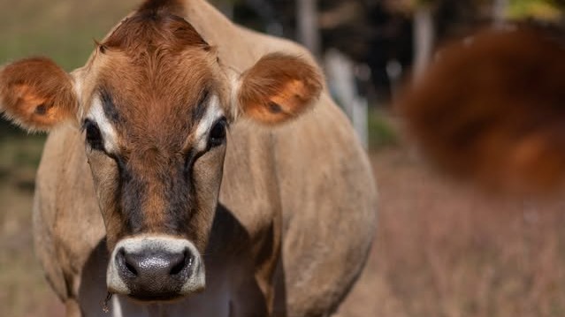 The Cows at Soft Landing